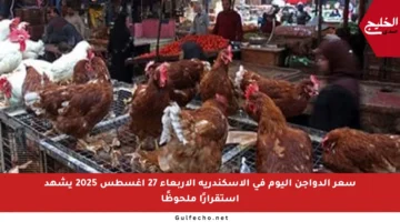 سعر الدواجن اليوم في الإسكندرية الأربعاء 27 أغسطس 2025 يشهد استقرارًا ملحوظًا